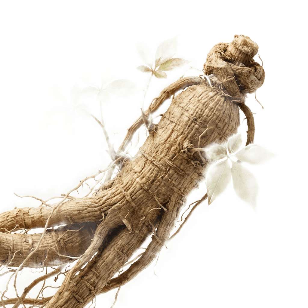 Panax Ginseng